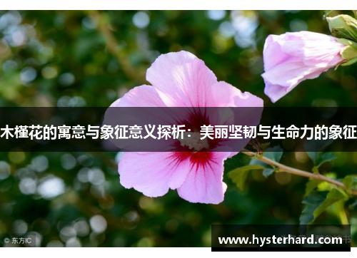 木槿花的寓意与象征意义探析：美丽坚韧与生命力的象征